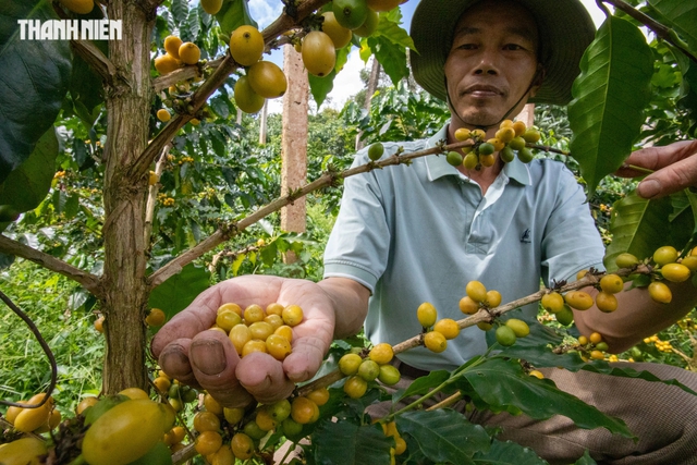 Cà phê vàng, cầm tiền triệu vẫn khó mua- Ảnh 4.