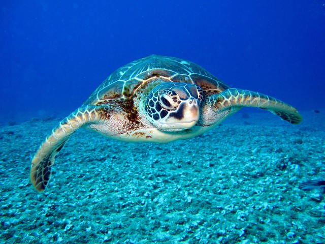 Vì sao ăn thịt rùa biển có thể gây ngộ độc?- Ảnh 1.