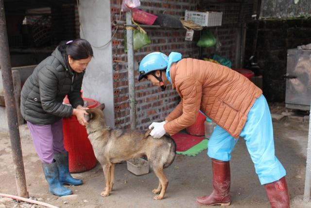 Bệnh dại lan rộng, Quảng Ninh tiêm vắc xin cho hàng vạn chó, mèo- Ảnh 1.