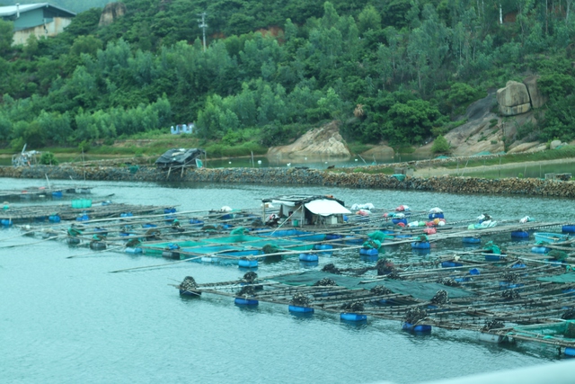 Một ngày làm bánh tráng nước dừa, giăng lưới bắt cá cùng người dân Sông Cầu- Ảnh 1.