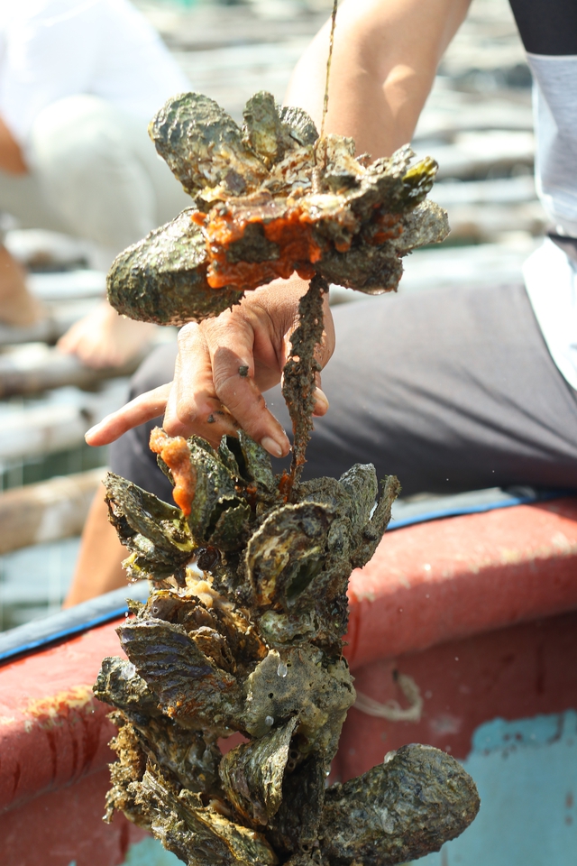 Một ngày làm bánh tráng nước dừa, giăng lưới bắt cá cùng người dân Sông Cầu- Ảnh 2.
