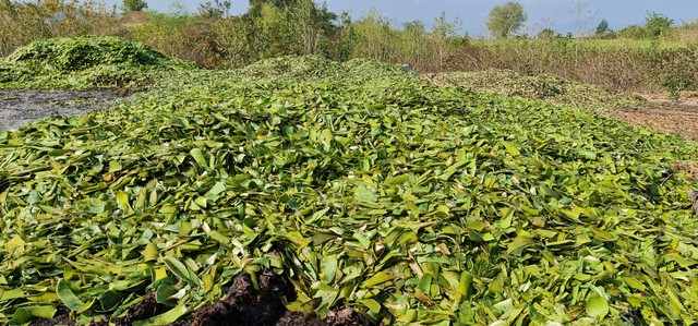 Ninh Thuận: Người dân phản ánh tình trạng hàng trăm tấn vỏ nha đam gây ô nhiễm- Ảnh 1.