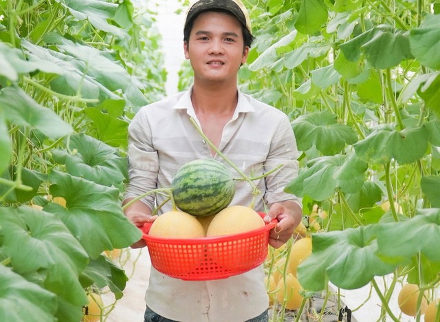 Chàng trai trồng dưa theo kiểu 'mắc võng', kiếm hàng chục triệu đồng/tháng- Ảnh 4.