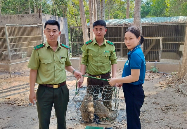 Bàn giao 3 cá thể động vật quý hiếm cho Vườn quốc gia Chư Mom Ray- Ảnh 1. Bàn giao 3 cá thể động vật quý hiếm cho Vườn quốc gia Chư Mom Ray- Ảnh 1.