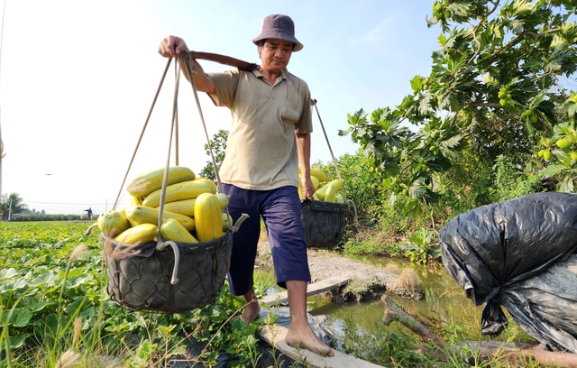 Nông dân 'vựa dưa gang' bỏ túi hàng trăm triệu nhờ trúng mùa, trúng giá- Ảnh 3.