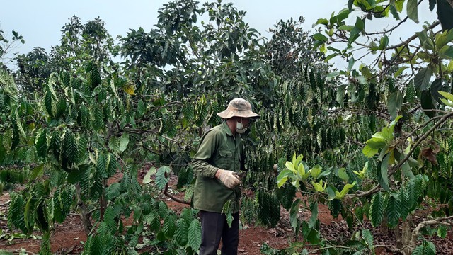 Hàng ngàn ha cây trồng ở Gia Lai có nguy cơ thiếu nước tưới- Ảnh 2.