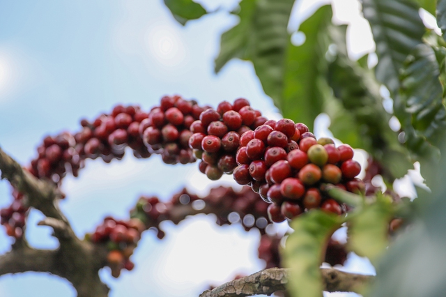 Giá cà phê Tây nguyên quay trở lại mốc 100.000 đồng/kg