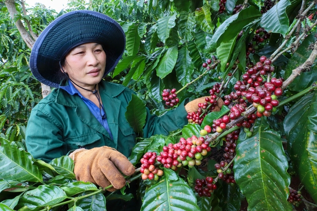 Nông dân trồng cà phê tranh thủ 'chốt đơn', thu lãi lớn- Ảnh 1.