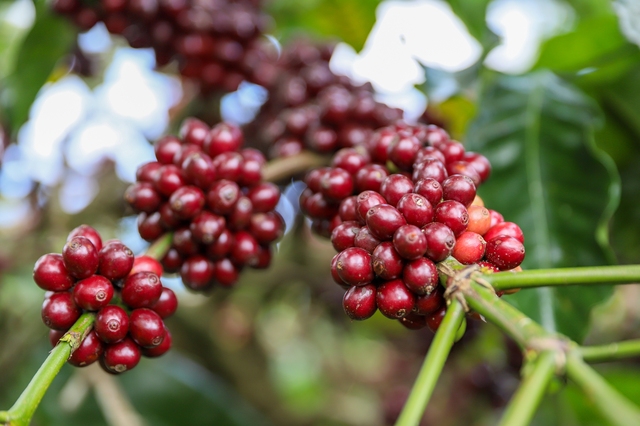 Giá cà phê robusta sắp cán mốc 4.000 USD/tấn- Ảnh 1.