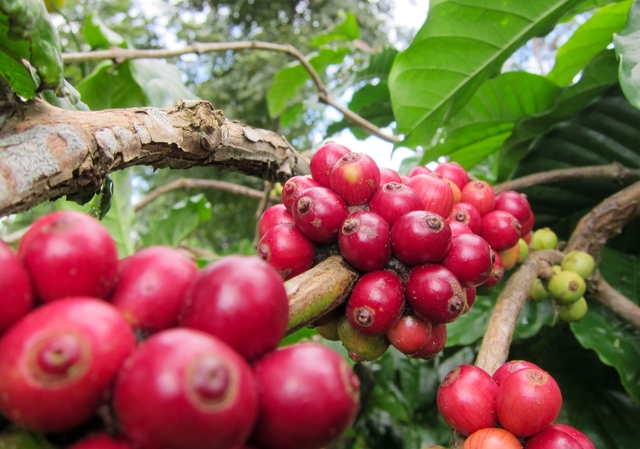 Dù vào vụ thu hoạch nhưng giá cà phê Brazil vẫn tăng- Ảnh 1.