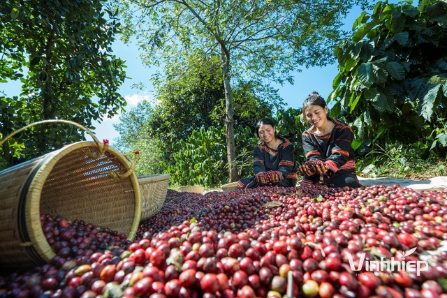 Cà phê hữu cơ Việt cập bến Nhật Bản - Cơ hội mới cho ngành cà phê- Ảnh 1.