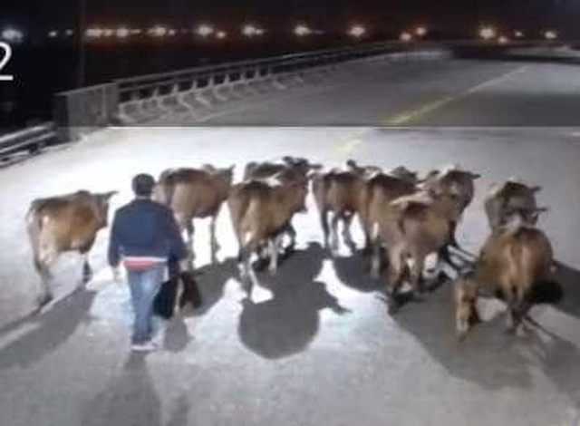Thừa Thiên - Huế: Trộm 12 con bò, dắt hơn 10 km để tiêu thụ- Ảnh 1.