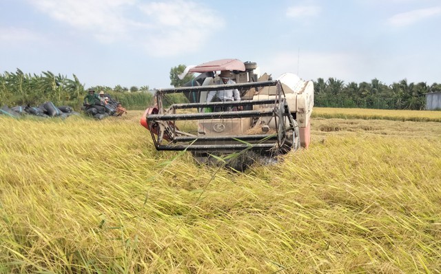 Lúa đông xuân 'chạy mặn'  trúng lớn- Ảnh 1.