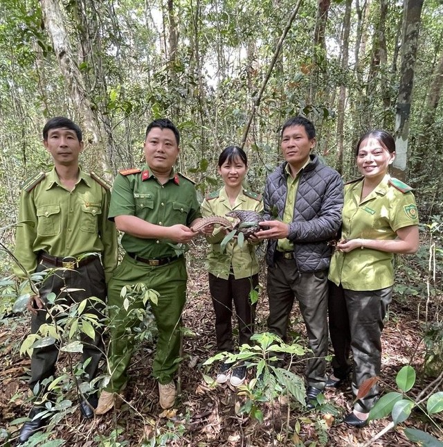 Thả tê tê vàng quý hiếm về môi trường tự nhiên- Ảnh 2.