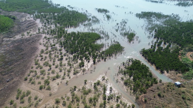 Vì sao tuyến đê trăm tỉ quây rừng ngập mặn ở Quảng Ninh bị bỏ không?- Ảnh 2.