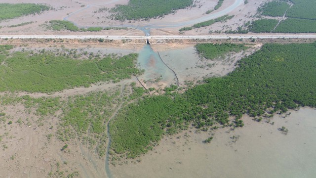 Vì sao tuyến đê trăm tỉ quây rừng ngập mặn ở Quảng Ninh bị bỏ không?- Ảnh 1.