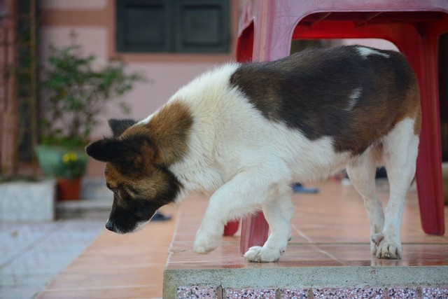 Quảng Bình: Tăng cường tiêm phòng bệnh dại cho chó, mèo- Ảnh 2.