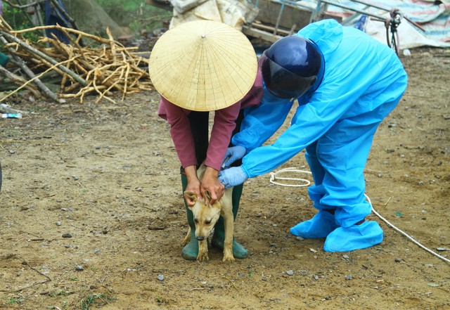 Quảng Bình: Tăng cường tiêm phòng bệnh dại cho chó, mèo- Ảnh 1.