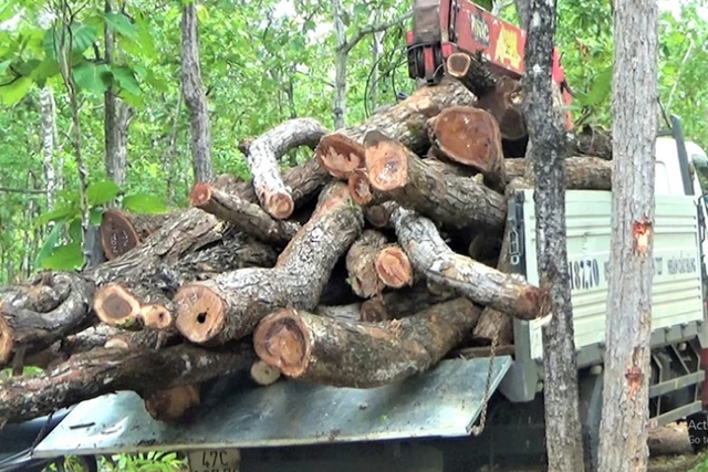 Làm rõ trách nhiệm việc rừng bị giảm gần 400 ha tại Trung tâm bảo tồn voi- Ảnh 1.