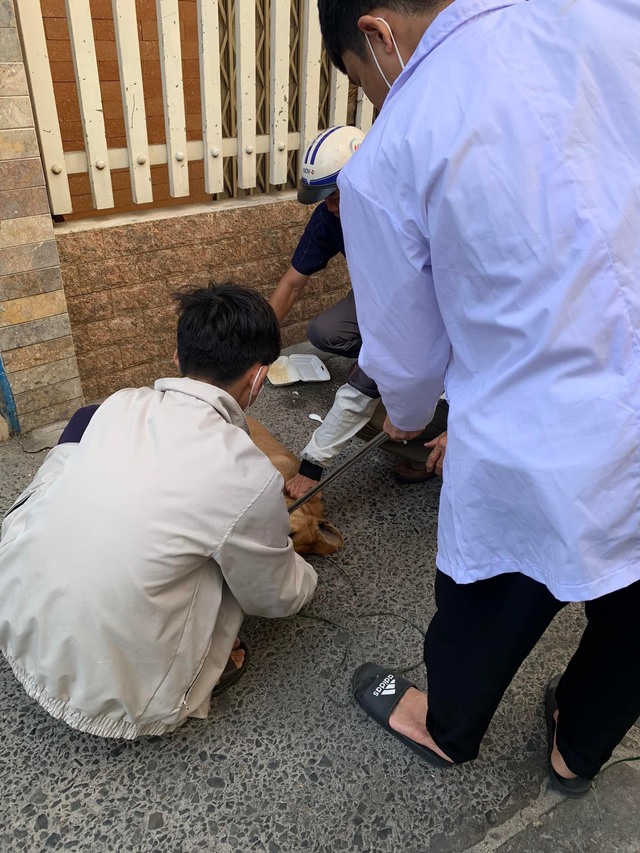 Bình Thuận: Chó dại thả rông cắn 4 người ở TP.Phan Thiết- Ảnh 1.