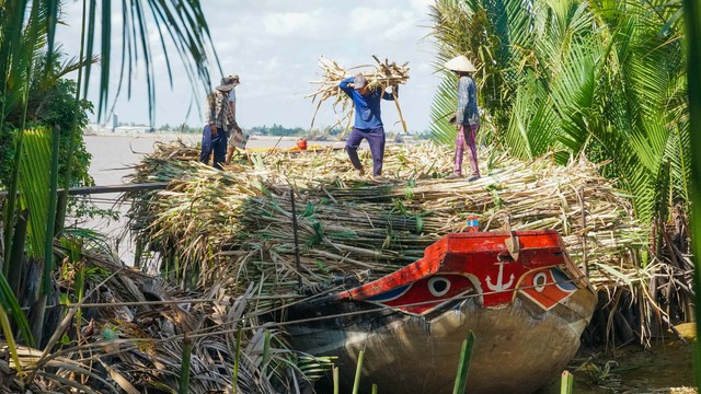 Đội nắng mưu sinh trên cánh đồng mía- Ảnh 7.