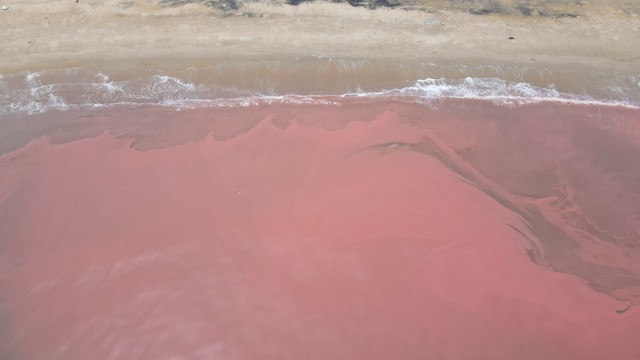 Biển Hà Tĩnh xuất hiện vệt nước màu đỏ- Ảnh 3.