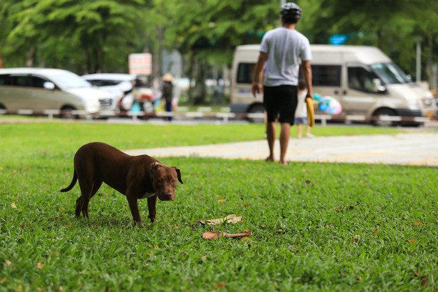 Đề xuất hạn chế nuôi giống chó hung dữ Pitbull, Tosa...: Người huấn luyện nói gì?- Ảnh 2.