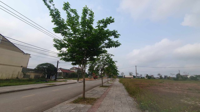 Quảng Trị: Tổ chức rà soát các dự án trồng và chăm sóc cây xanh- Ảnh 2.