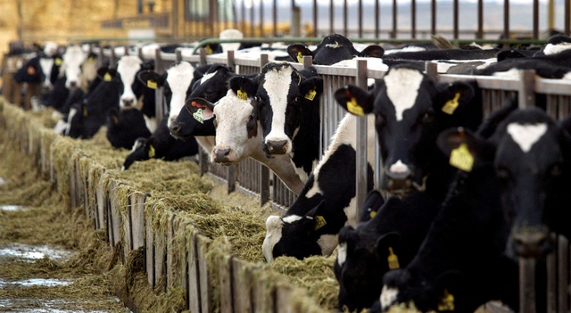 Lần đầu trên thế giới, bò sữa mắc cúm gia cầm H5N1- Ảnh 1.