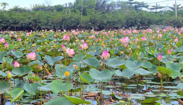 Có một đầm sen rộng hàng ngàn mét vuông nở rộ, chờ mọi người đến check-in- Ảnh 1.