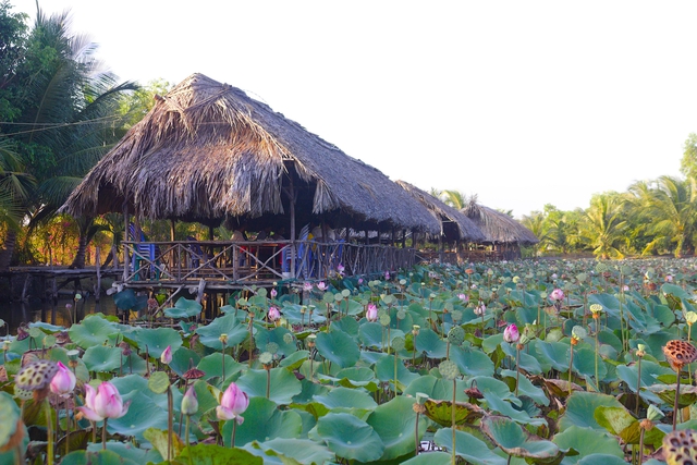 Có một đầm sen rộng hàng ngàn mét vuông nở rộ, chờ mọi người đến check-in- Ảnh 4.