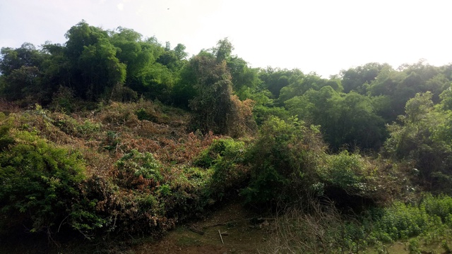 Bình Định: Khởi tố cựu bí thư huyện để làm rõ vụ thâu tóm đất rừng- Ảnh 1.