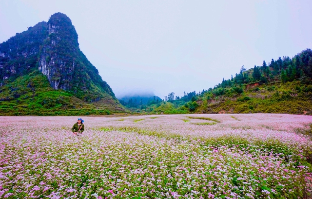 5 cánh đồng hoa đẹp bậc nhất Việt Nam khiến giới trẻ mê mẩn- Ảnh 4.