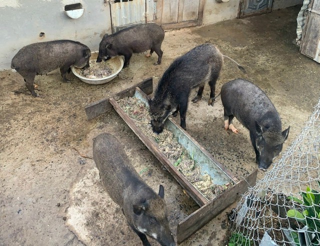  Xuất hiện ổ dịch tả lợn châu Phi ở Lâm Đồng- Ảnh 1.