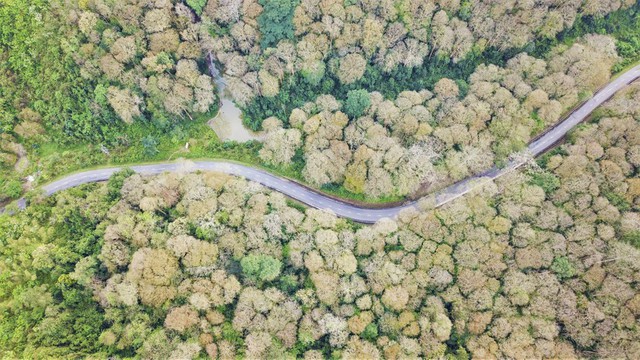 Tỉnh nào có diện tích rừng lớn nhất Việt Nam?- Ảnh 1.