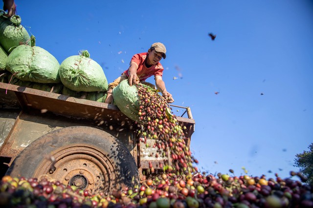 Giá cà phê liên tục phá kỷ lục và được dự đoán có thể sẽ duy trì ở mức caoảnh: Hoàng Nguyễn