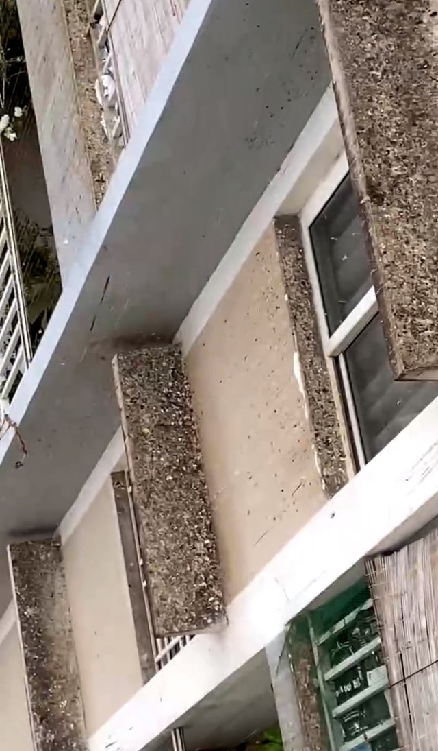Họp khẩn giải quyết vụ đàn chim bồ câu gây ô nhiễm tại chung cư ở TP.Thủ Đức- Ảnh 4. Họp khẩn giải quyết vụ đàn chim bồ câu gây ô nhiễm tại chung cư ở TP.Thủ Đức- Ảnh 4.