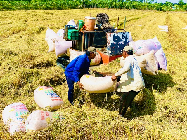 Giá gạo xuất khẩu của Việt Nam bật tăng, vì sao?- Ảnh 1.