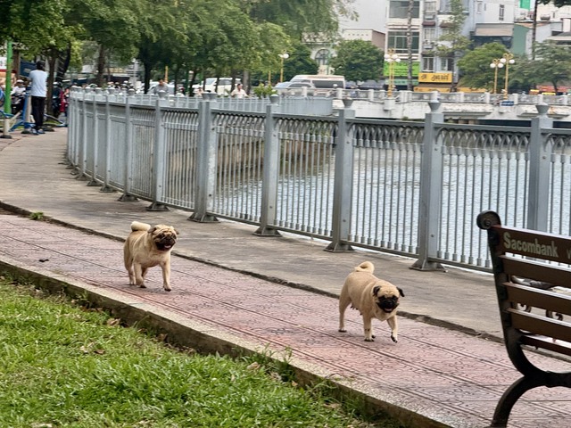 Nhiều người ở TP.HCM bức xúc nạn chó thả rông không rọ mõm và ám ảnh mùi hôi- Ảnh 2.