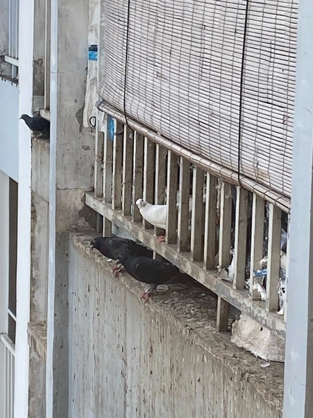 Đàn chim gây ô nhiễm chung cư: Cần sớm có biện pháp xử lý thích hợp- Ảnh 1.