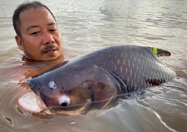 Báo cáo mới: 1/5 số loài cá sông Mê Kông đối mặt nguy cơ tuyệt chủng- Ảnh 1.