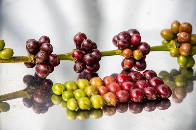 Giá cà phê tiếp tục tăng, mốc 90.000 đồng/kg không còn xa- Ảnh 1.