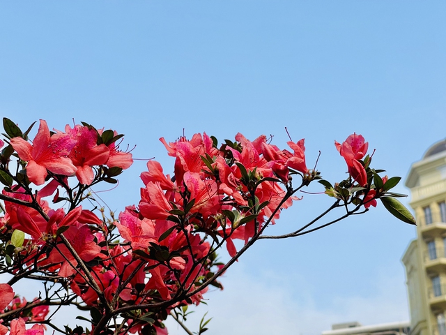 Mùa hoa đỗ quyên nở rực rỡ 'hút' khách du lịch đến Tam Đảo- Ảnh 1.