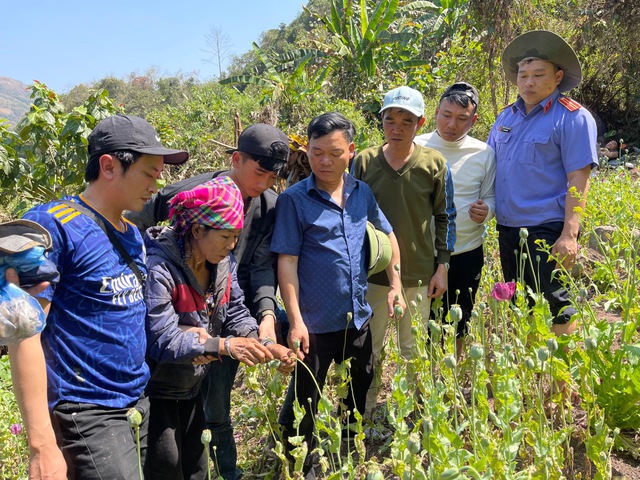 Tạm giữ người phụ nữ 67 tuổi trồng 3.200 cây thuốc phiện trong rừng sâu- Ảnh 1.