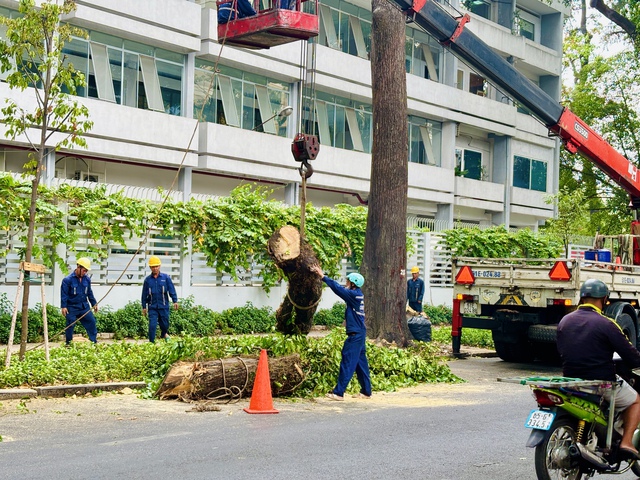 1 cây sao đen trồng từ thời Pháp ở đường Nguyễn Đình Chiểu bị đốn hạ, vì sao?- Ảnh 2.