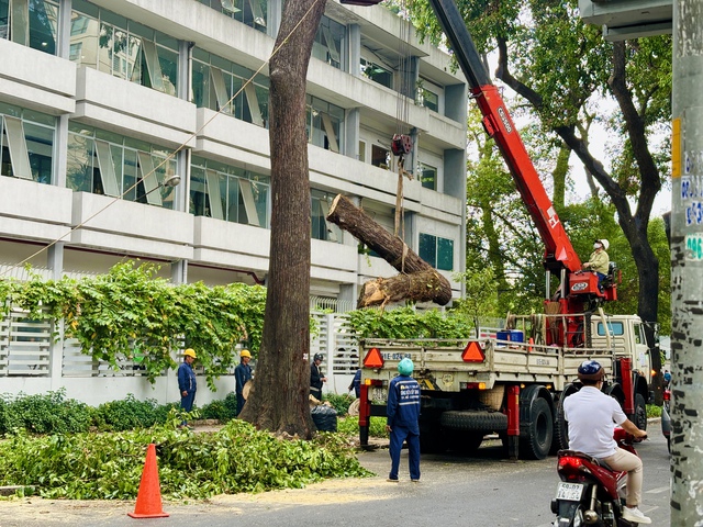 1 cây sao đen trồng từ thời Pháp ở đường Nguyễn Đình Chiểu bị đốn hạ, vì sao?- Ảnh 3.