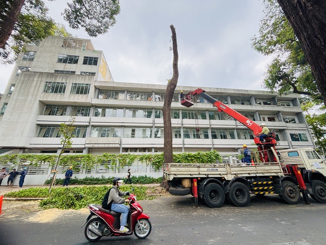 1 cây sao đen trồng từ thời Pháp ở đường Nguyễn Đình Chiểu bị đốn hạ, vì sao?- Ảnh 1.