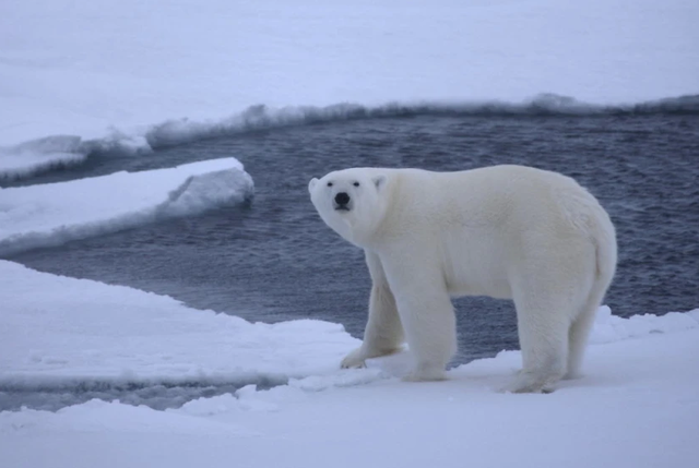 Bắc Cực có thể sắp phải đối diện mùa hè không băng- Ảnh 1.