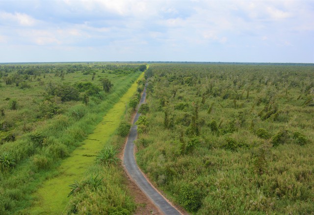 Cà Mau: Hơn 92.760 ha diện tích đất có rừng- Ảnh 2.