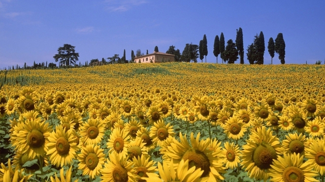 Chiêm ngưỡng 5 cánh đồng hoa đẹp nhất châu  Âu khiến bạn say mê quên lối về- Ảnh 5.